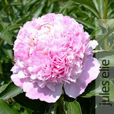 peony 1