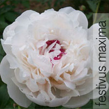 peony 2