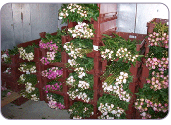 Peonies In The Coolers