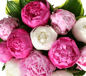 welcome peonies